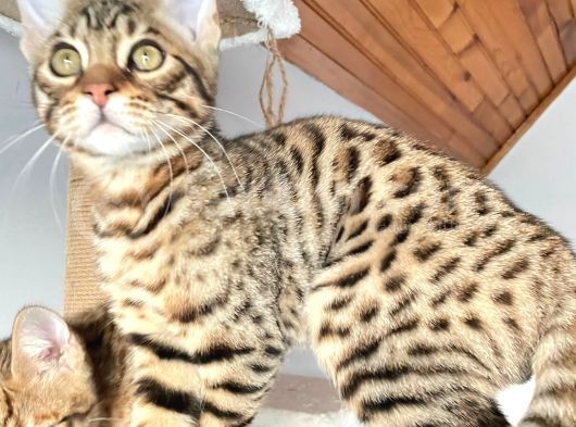 Savannah F6 Erkek 3 Aylık görsel