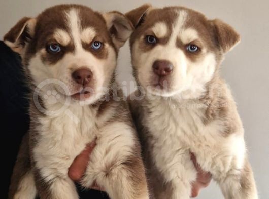 Husky Dişi Bebeklerr görsel