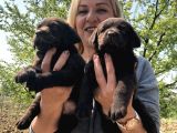 Efsane Labrador Retriever Yavrularımız