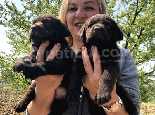 Efsane Labrador Retriever Yavrularımız görsel