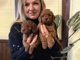Irk Garantili harika toy Poodle Yavrularımız
