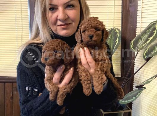Irk Garantili harika toy Poodle Yavrularımız