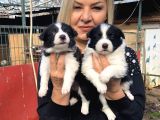 Zeki Oyuncu Efsana Border Collie Yavrularımız