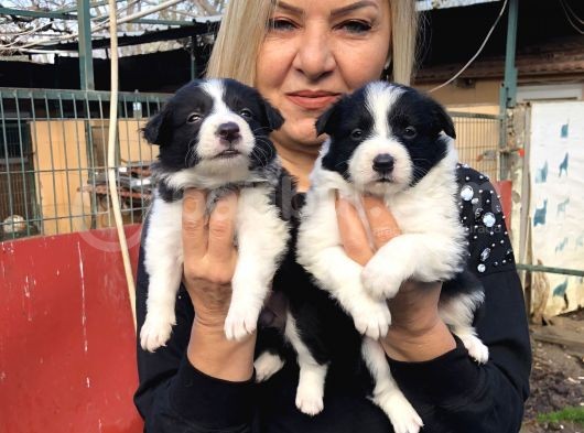 Zeki Oyuncu Efsana Border Collie Yavrularımız görsel
