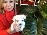 Pamuk Gibi Efsane Maltese Terrier Yavrularımız