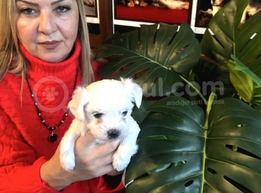 Pamuk Gibi Efsane Maltese Terrier Yavrularımız görsel
