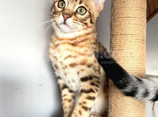 Savannah F6 Erkek 3 Aylık görsel