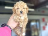 Di̇şi̇ Erkek Yoy Poodle Bebekler Çi̇ftli̇ği̇mi̇zden