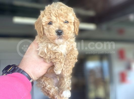 Di̇şi̇ Erkek Yoy Poodle Bebekler Çi̇ftli̇ği̇mi̇zden görsel
