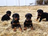 Orjinal Doberman King Safkan Gerçek Siyah Kahverengi