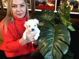 Pamuk Gibi Efsane Maltese Terrier Yavrularımız