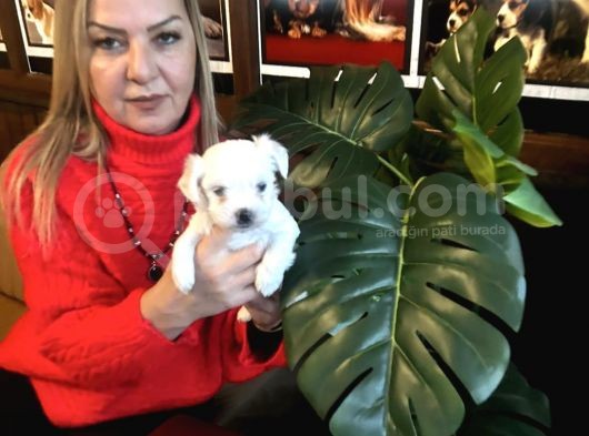 Pamuk Gibi Efsane Maltese Terrier Yavrularımız görsel
