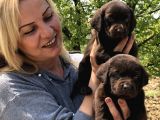 Efsane Labrador Retriever Yavrularımız