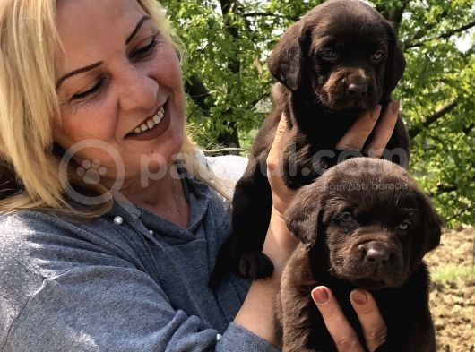 Efsane Labrador Retriever Yavrularımız görsel