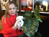 Pamuk Gibi Efsane Maltese Terrier Yavrularımız