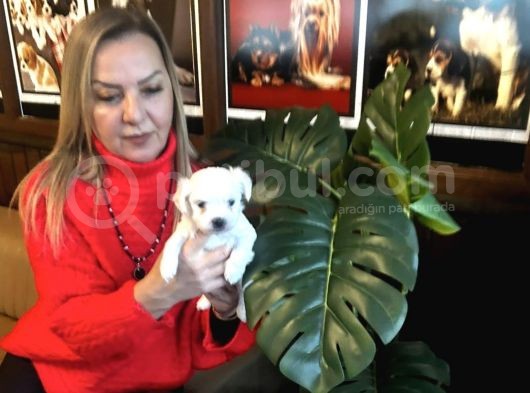 Pamuk Gibi Efsane Maltese Terrier Yavrularımız görsel