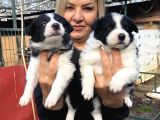 Zeki oyuncu efsana border collie Yavrularımız