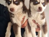 Husky Dişi bebeklerr
