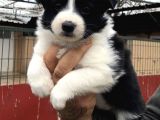 Zeki Oyuncu Efsana Border Collie Yavrularımız