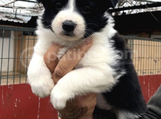 Zeki Oyuncu Efsana Border Collie Yavrularımız görsel