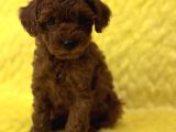 Tedy Surat Kore poodle