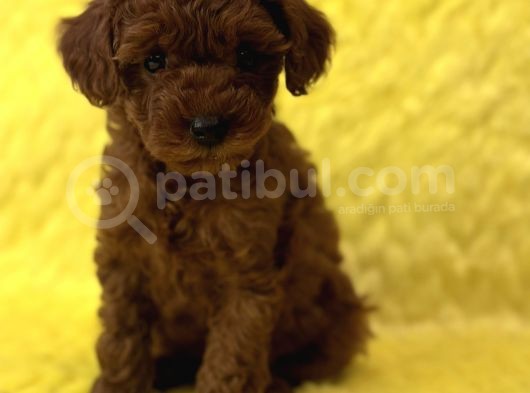 Tedy Surat Kore Poodle