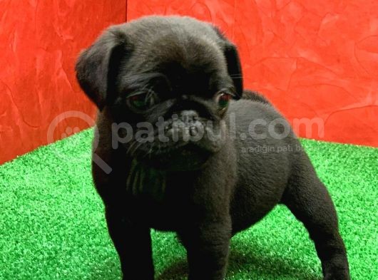 Gözleri̇ni̇zi̇ Kamaştiracak Güzelli̇kte Si̇yah Dişi Ve  Erkek Pug görsel