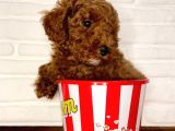 Toy Poodle Yavrular