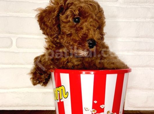 Toy Poodle Yavrular görsel