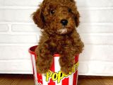 Toy Poodle Yavrular