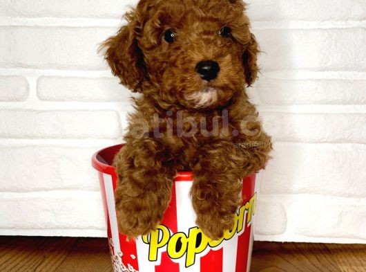 Toy Poodle Yavrular görsel