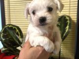 Pamuk Gibi Efsane Maltese Terrier Yavrularımız