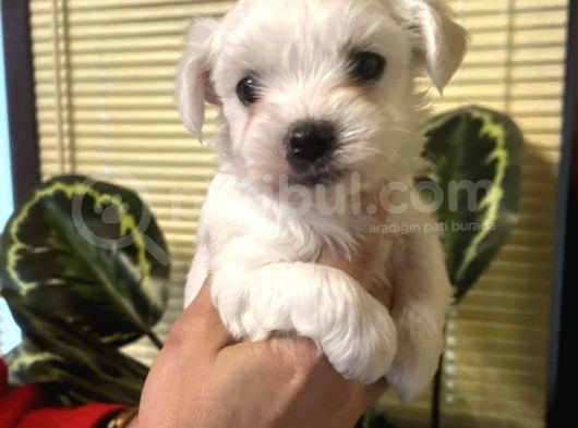 Pamuk Gibi Efsane Maltese Terrier Yavrularımız görsel
