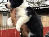 Zeki Oyuncu Efsana Border Collie Yavrularımız