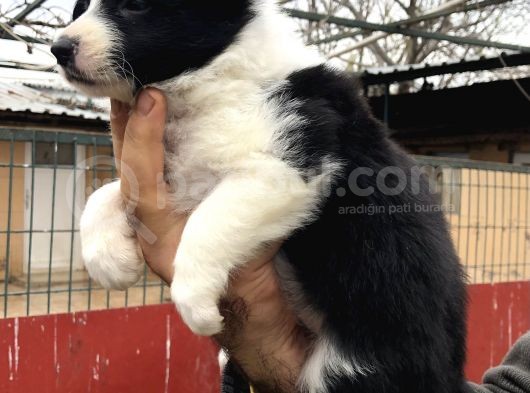Zeki Oyuncu Efsana Border Collie Yavrularımız görsel