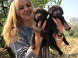 Efsane Labrador Retriever Yavrularımız