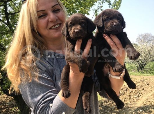 Efsane Labrador Retriever Yavrularımız görsel