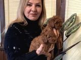 Irk Garantili Harika Toy Poodle Yavrularımız