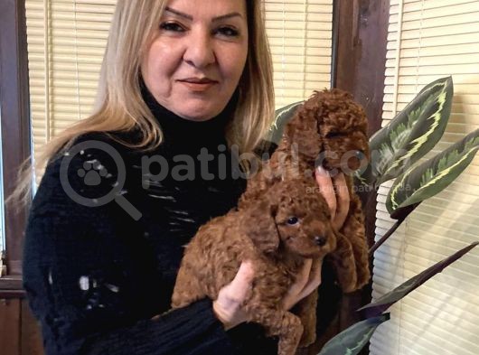 Irk Garantili Harika Toy Poodle Yavrularımız görsel