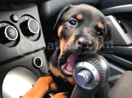 Orjinal Doberman King Safkan Gerçek Siyah Kahverengi görsel