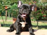 DİŞİ ERKEK BLACK FRENCH BULLDOG YAVRULAR