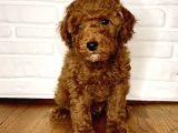 Toy Poodle Yavrular