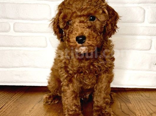 Toy Poodle Yavrular görsel