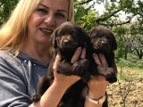 Efsane Labrador Retriever Yavrularımız
