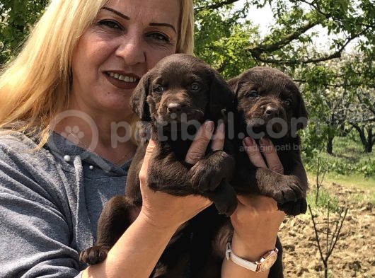 Efsane Labrador Retriever Yavrularımız görsel