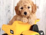 IRK VE SAĞLIK GARANTİLİ POODLE BEBEKLER