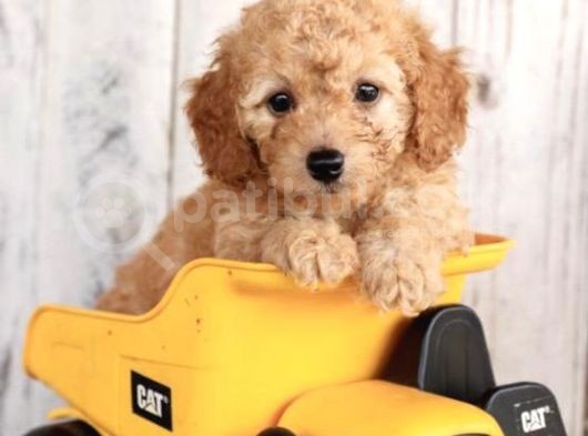 Irk Ve Sağlik Garanti̇li̇ Poodle Bebekler