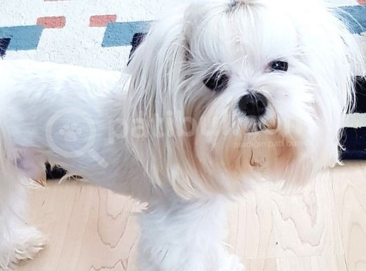 Dişi Kore Maltese Yavrularımız görsel
