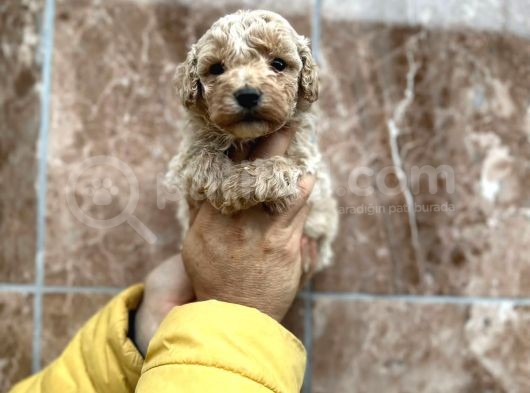 Maltipoo Mu Dedinizz görsel