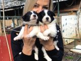 Zeki Oyuncu Efsana Border Collie Yavrularımız